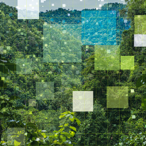 Nature with squares/grid