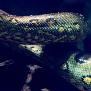 Snake