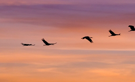 Birds at sunset