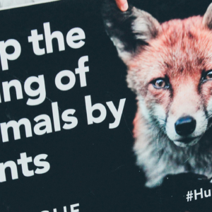 How fox hunting demonstrates the ‘farcical’ nature of criminal justice today